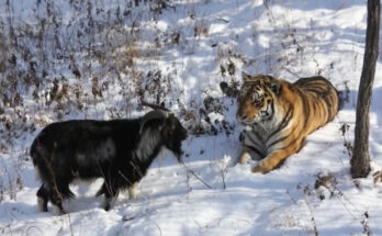 В Можайск привезут котят знаменитого тигра Амура